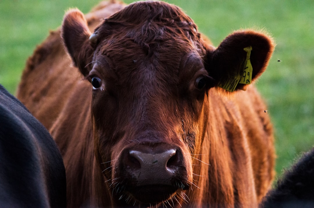 Moo-ve Over Picasso: The Art of Cow Drawing